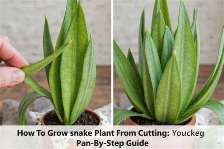 Can I cut snake plant leaves?