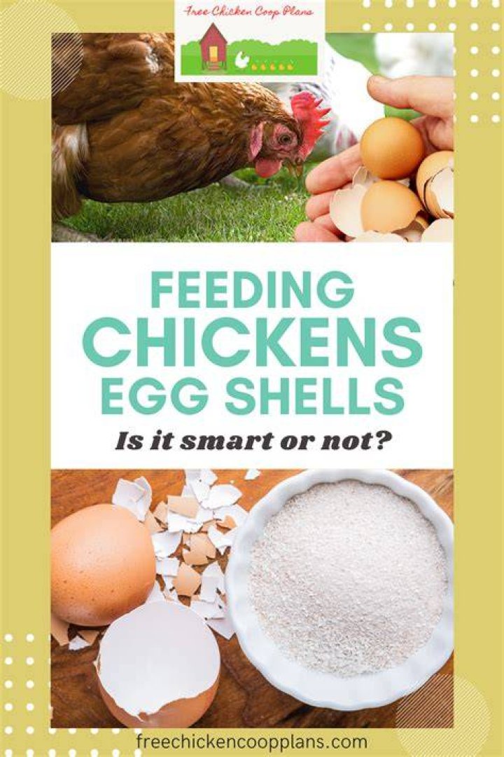 Can I feed egg shells to my chickens?