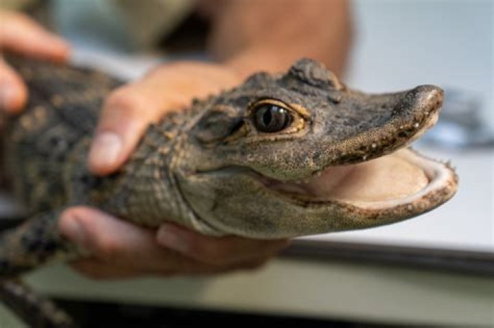Can I get a pet alligator?