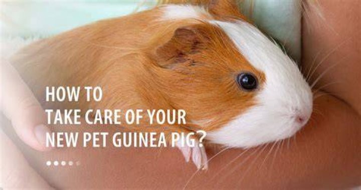 Can I give my guinea pig a hot water bottle?