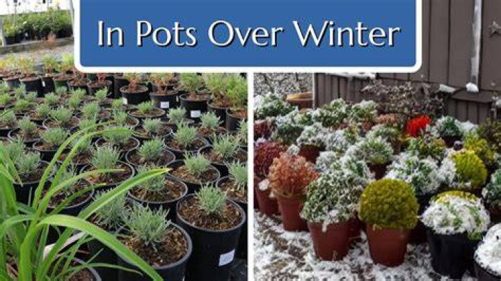 Can I keep soil in pots over winter?