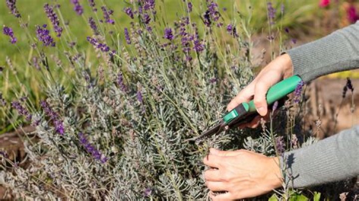 Can I prune lavender in November?