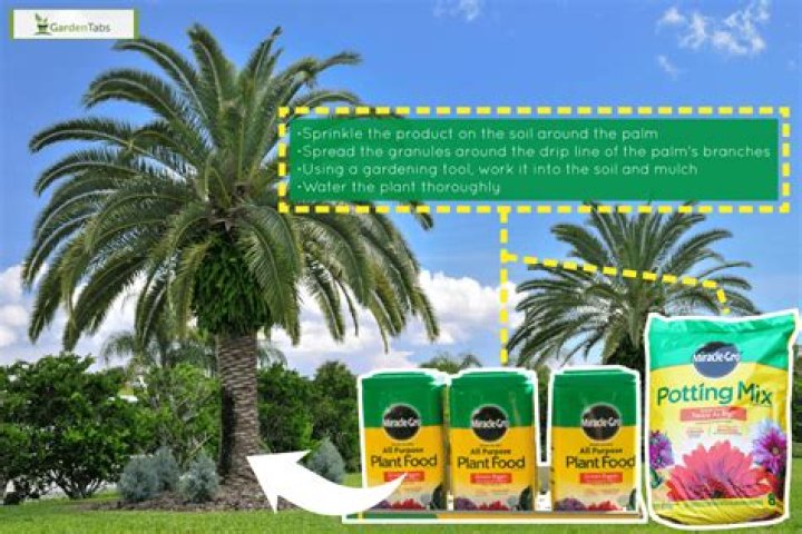 Can I use Miracle Grow on my palm tree?