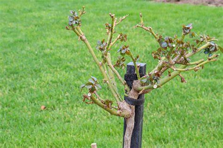 Can I use Seasol on flowering plants?