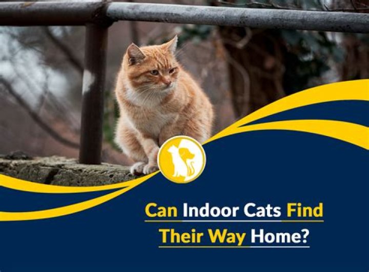 Can indoor cats find their way home?
