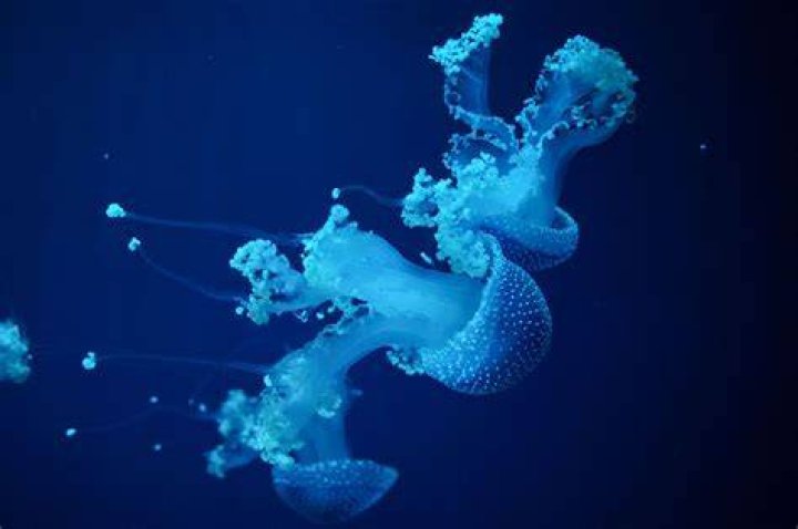 Can jellyfish be eaten raw?