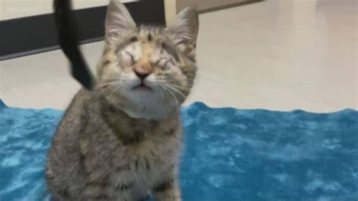 Can kittens be born without eyes?