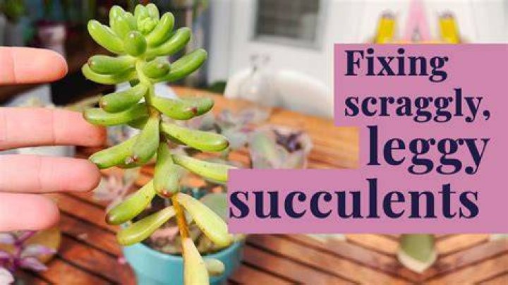 Can leggy plants recover?