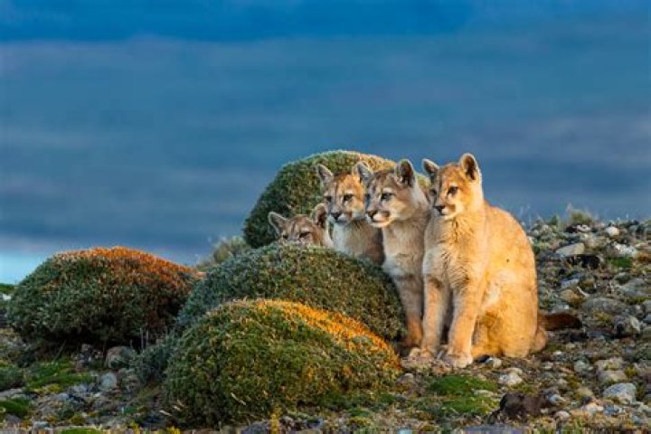 Can lions take bears?
