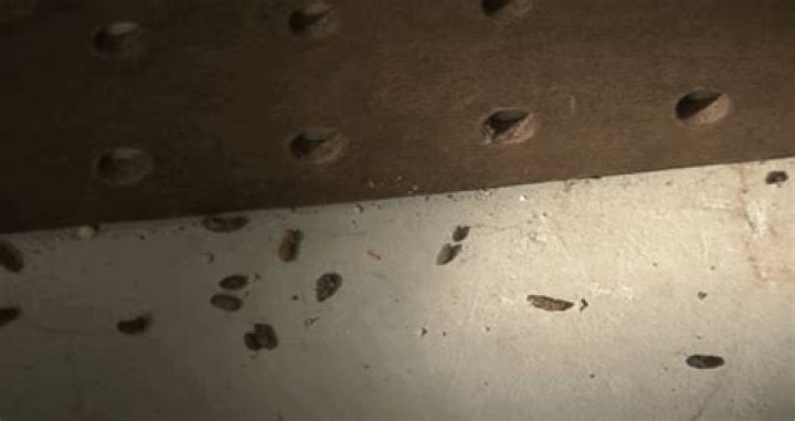 Can mice make holes in walls?