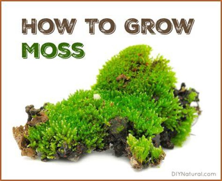 Can moss grow on humans?