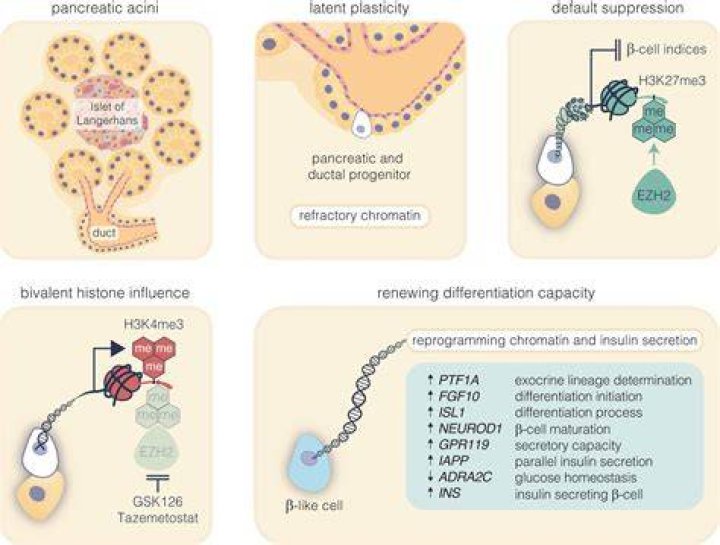 Can pancreas regenerate insulin again?
