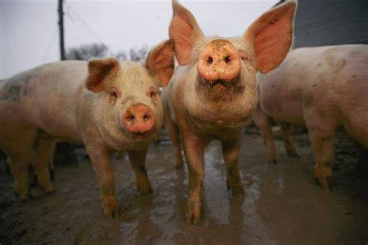 Can pigs lift their heads up?