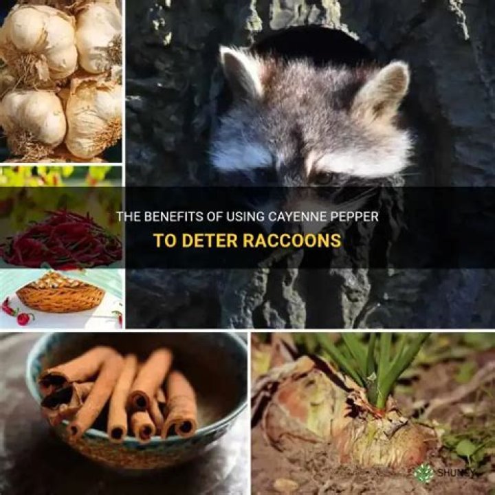 Can raccoons taste cayenne pepper?