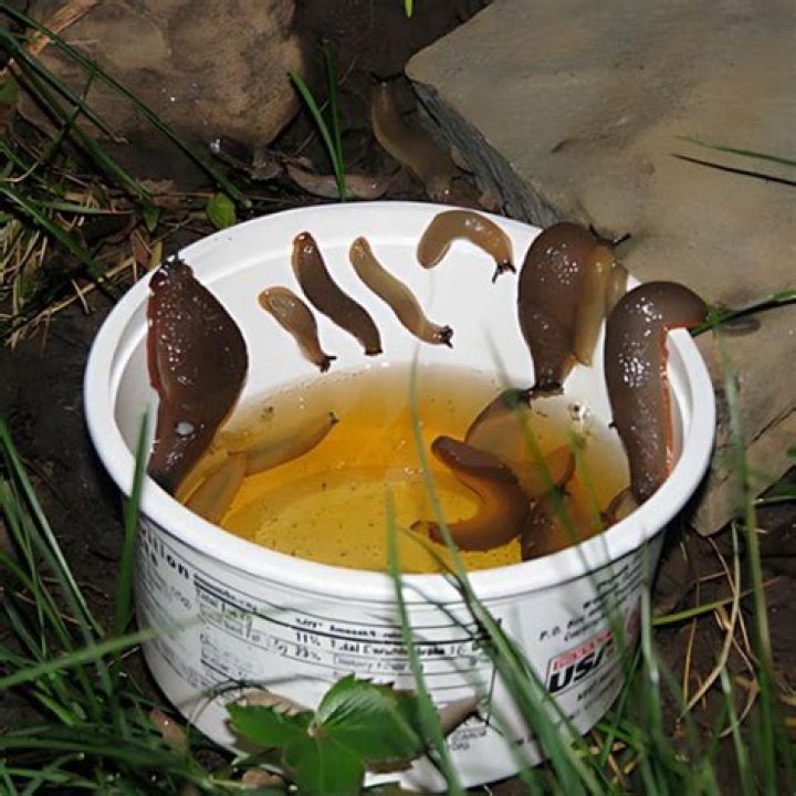 Can snails drink beer?
