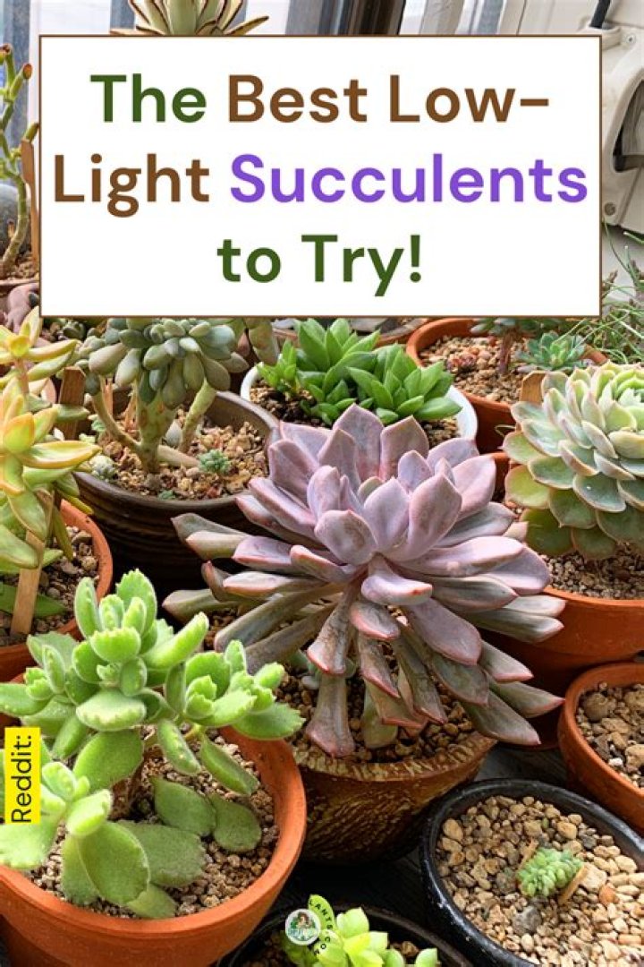 Can succulents survive in shade?