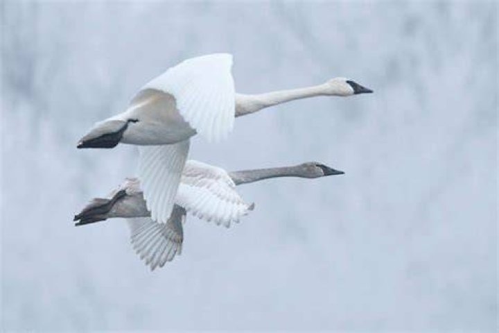 Can swans fly?