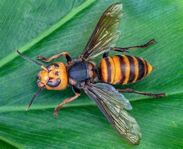 Can the Wasp get big?