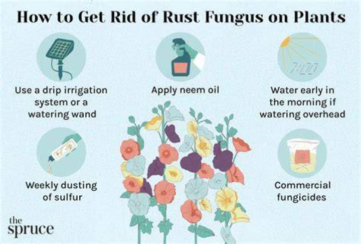 Can tomato sauce get rid of rust?