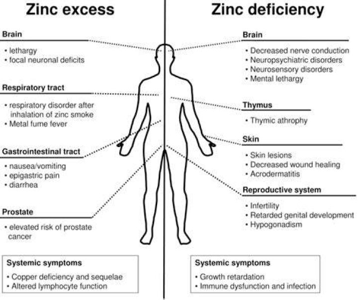 Can too much zinc affect your bladder?