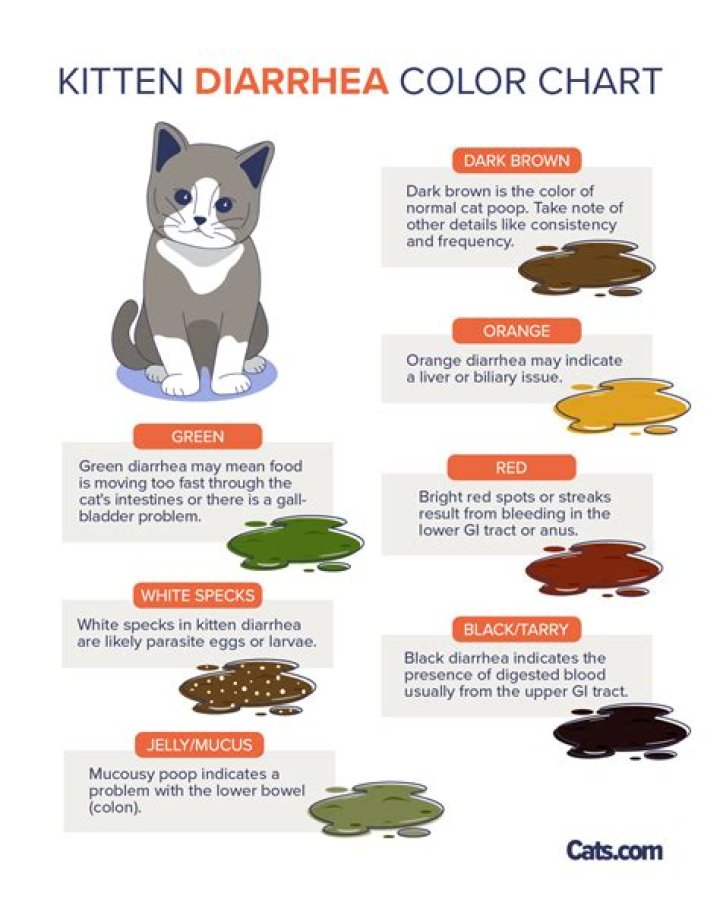 Can wet food cause diarrhea cats?