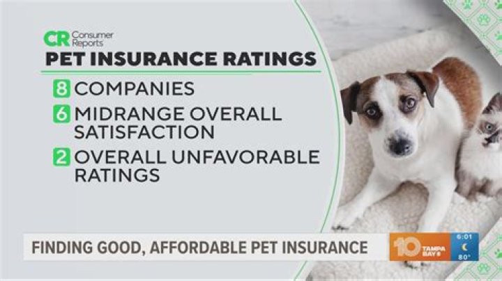 Can you buy pet insurance and use it right away?