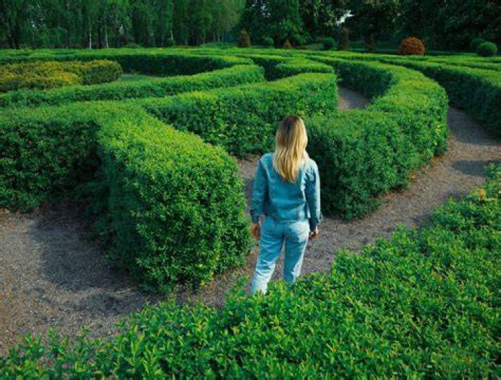 Can you climb a hedge maze?
