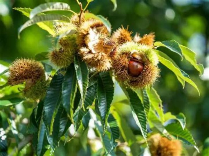 Can you eat chestnuts from a chestnut tree?