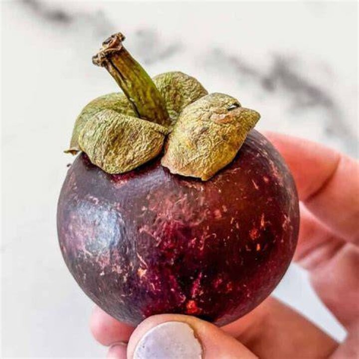 Can you eat the fruit of a Christmas palm?