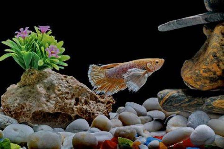 Can you entertain your fish?