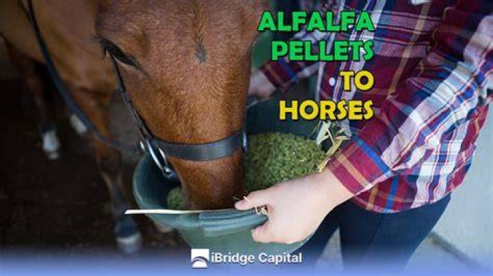 Can you feed a horse straight Alfalfa?