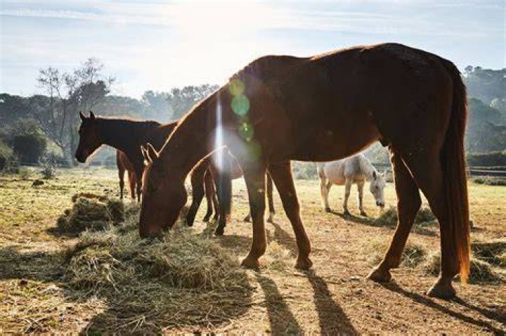 Can you feed a horse too much hay?