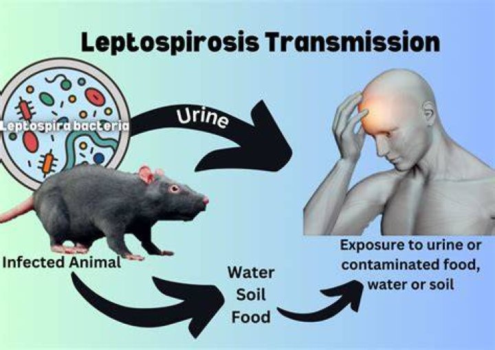 Can you get leptospirosis from dried urine?