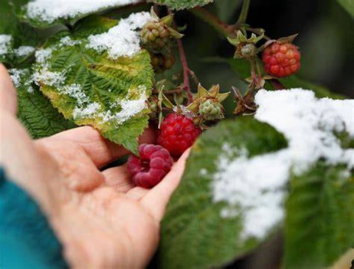 Can you grow fruit in winter?