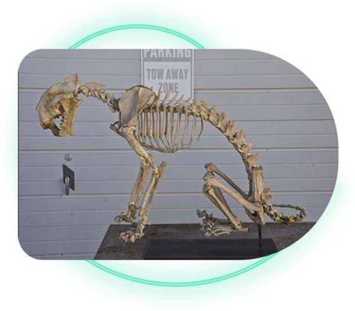Can you keep a dinosaur?