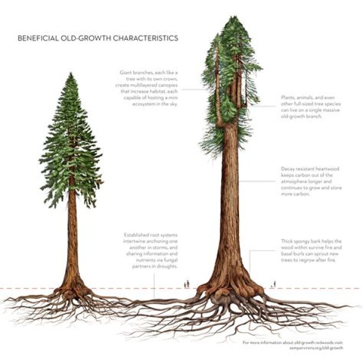 Can you plant 7 trees so that there are 6 straight lines?
