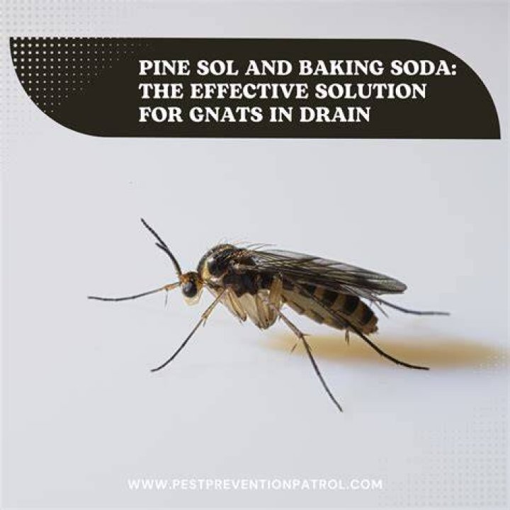 Can you pour Pine-Sol down the drain?