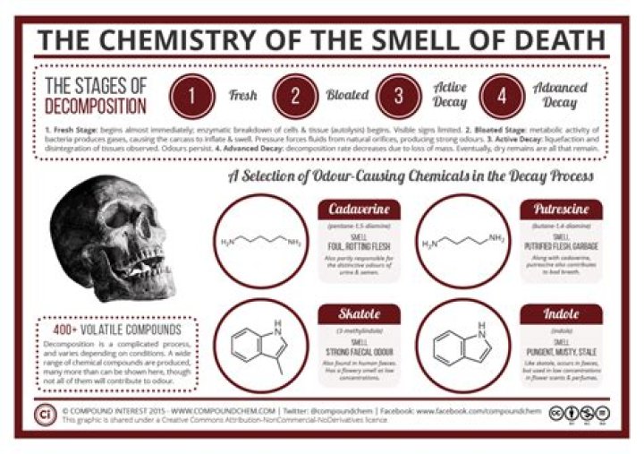 Can you smell like death?