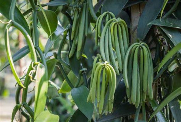 Can you smoke vanilla beans?