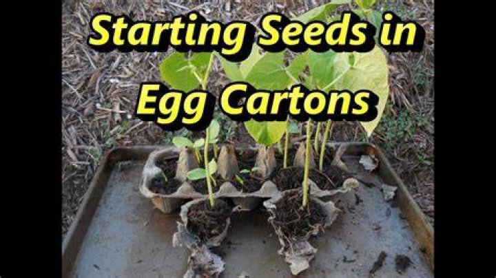 Can you use egg cartons to start seeds?