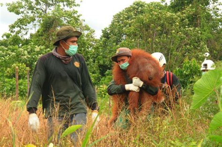 Can you work with orangutans?