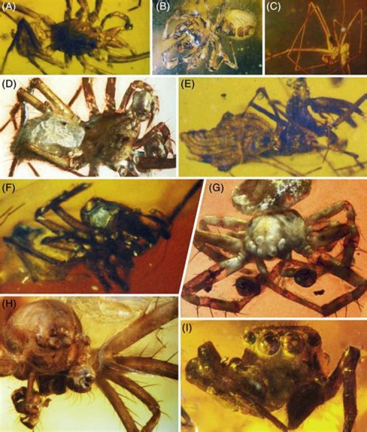 Could giant spiders exist?