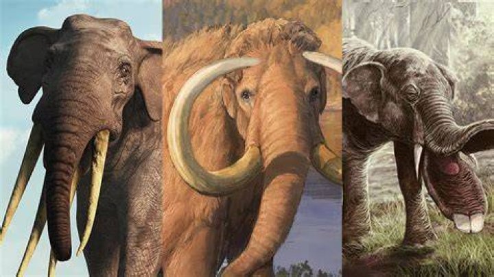Did elephants used to be bigger?