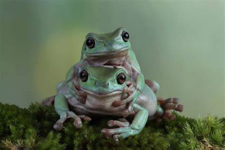 Do all frogs have spots?