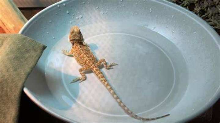 Do Beardies like watching TV?