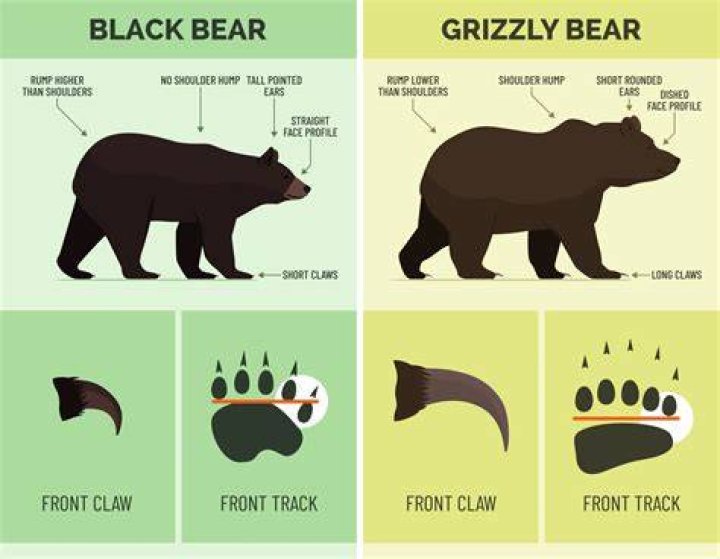 Do bears have 4 legs or 2?