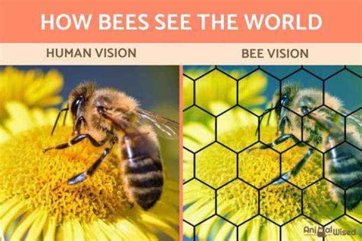 Do bees see?