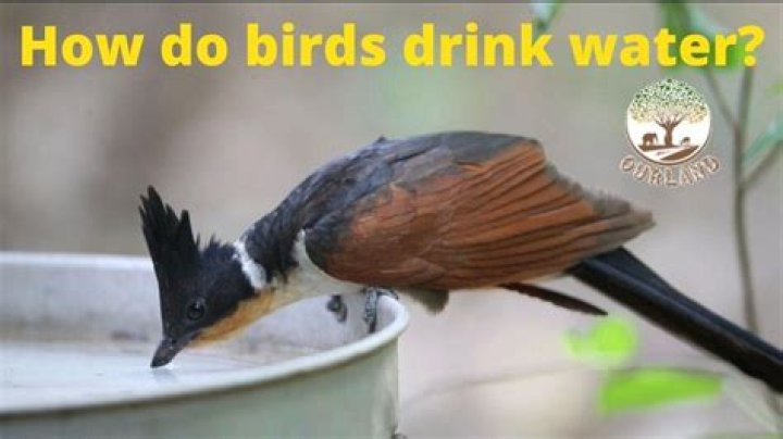 Do birds drink warm water?