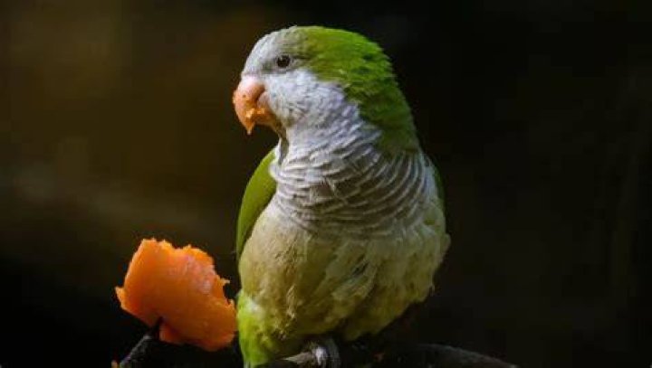 Do birds eat carrots?