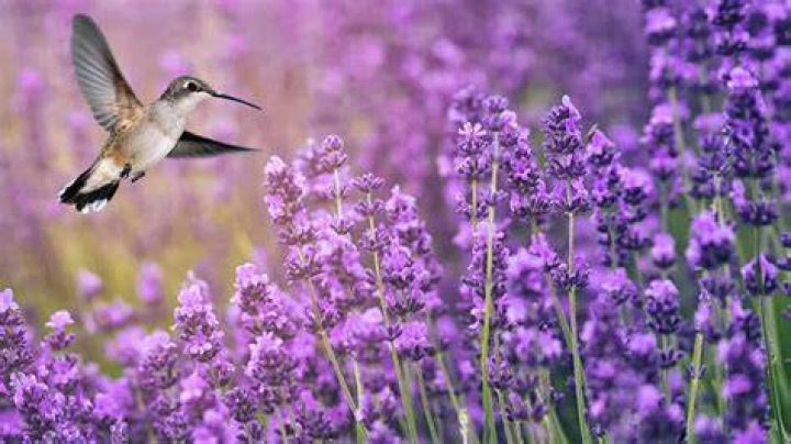 Do birds like lavender?